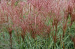 Miscanthus sinensis Rotsilber - Ornamental grass with red flowers